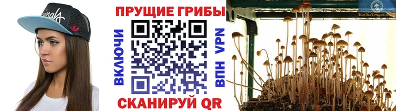 mega как войти  нарко площадка состав  Псилоцибиновые грибы Psilocybine cubensis  Янаул 